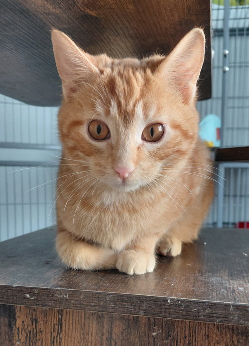 WALLY - Domestic Short Hair / Tabby available for adoption