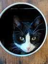 Tigley @ The Cat's Brew - Photo 4