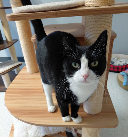 TIGLEY @ THE CAT'S BREW - Domestic Short Hair available for adoption