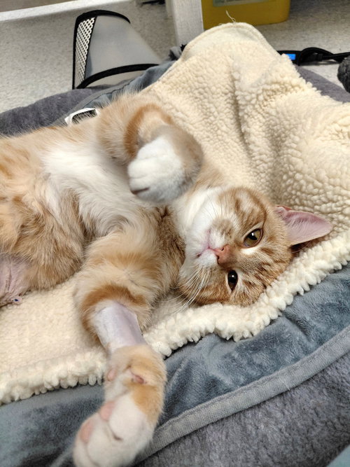 CHANCE - Domestic Short Hair / Tabby available for adoption