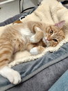 Chance - Photo 3