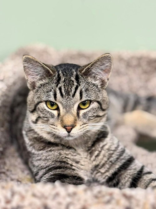 Dobby @ The Cat's Brew, an adoptable Domestic Short Hair in Montello, WI