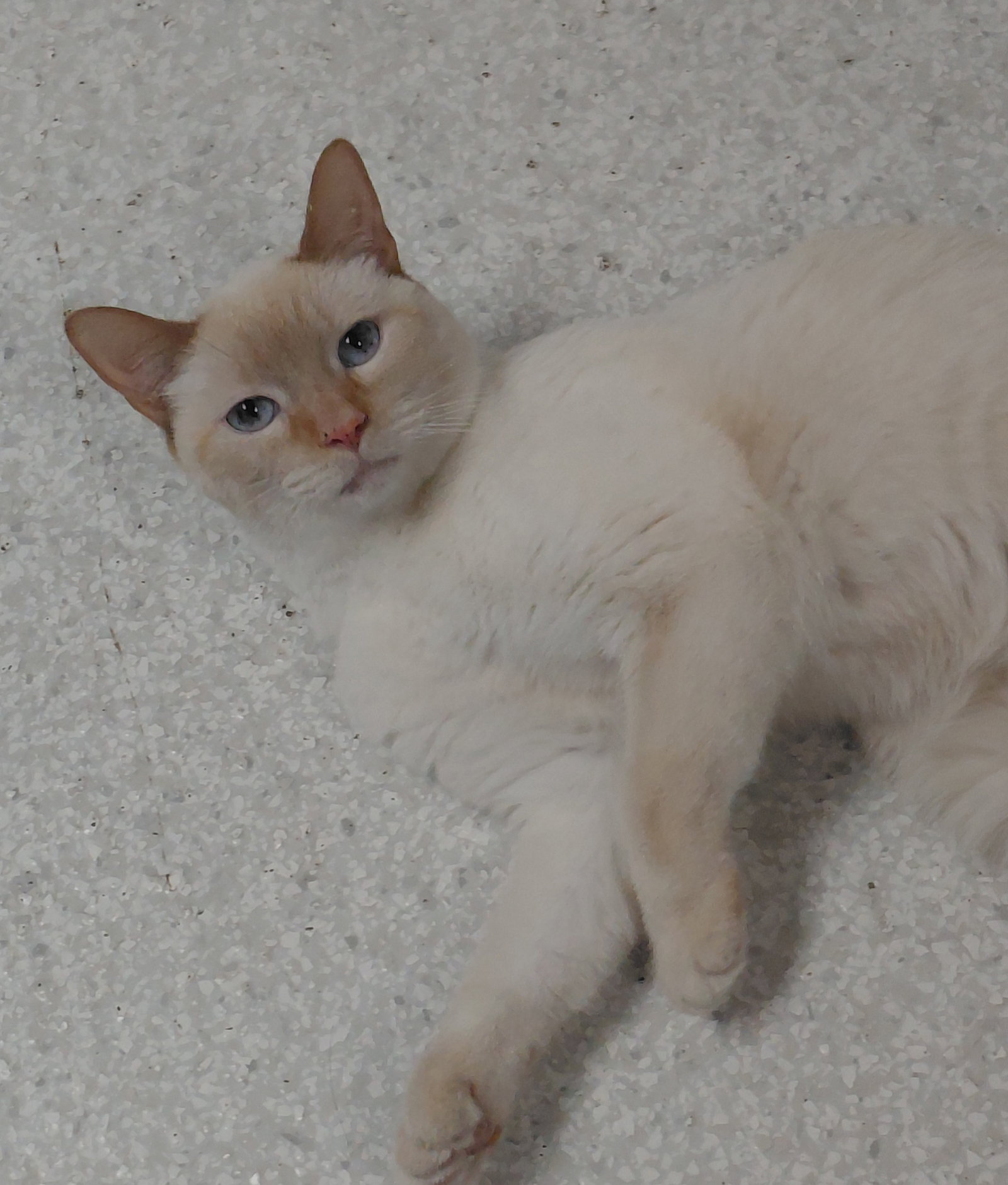 Bailey Image