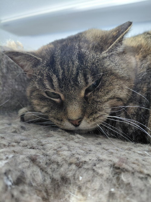 picture of the cat needing adoption