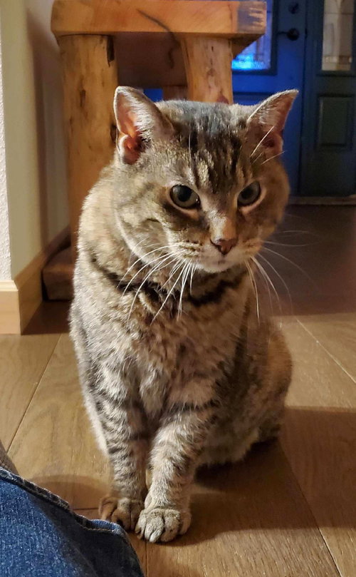 Rose, an adoptable Domestic Short Hair in Montello, WI