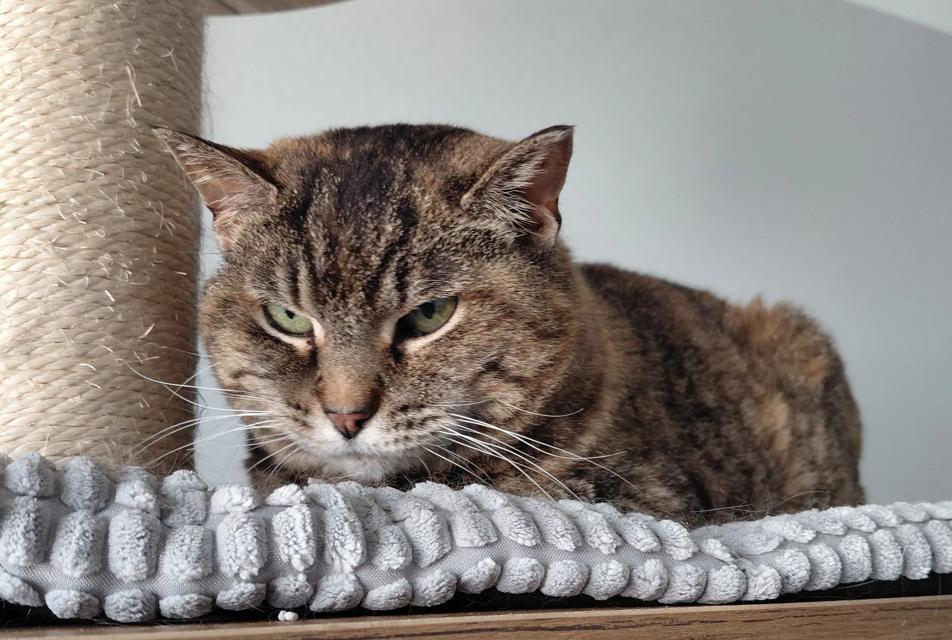 Rose image 4