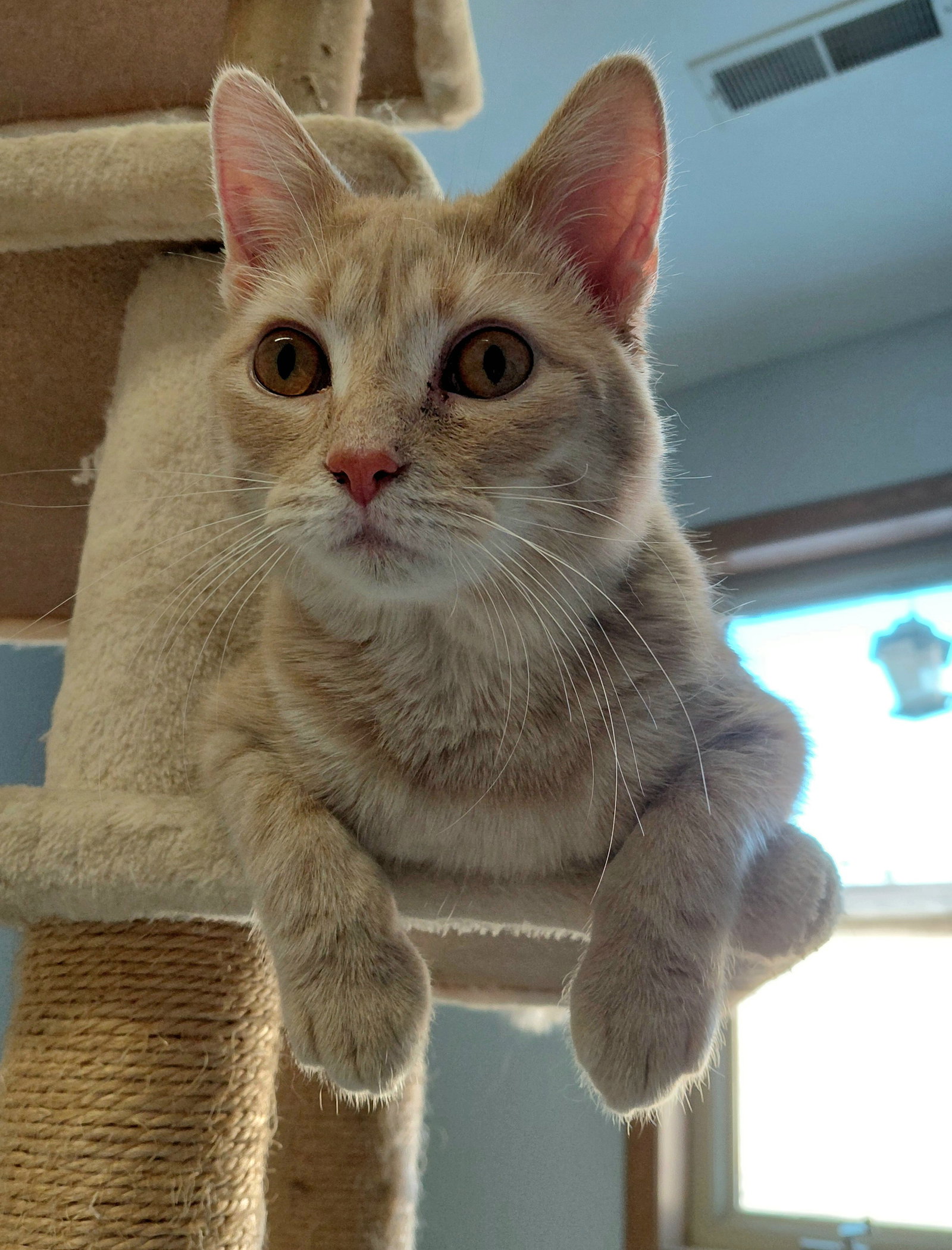 Cooper