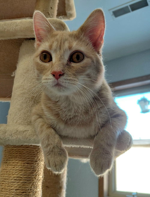Cooper @ The Cat's Brew, an adoptable Domestic Short Hair in Montello, WI