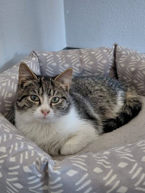 picture of the cat needing adoption