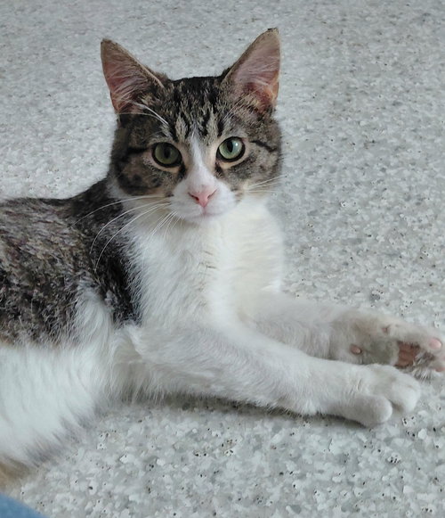 Kenny, an adoptable Domestic Short Hair in Montello, WI