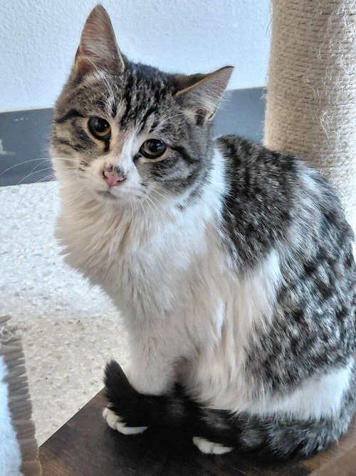 Rogers, an adoptable Domestic Short Hair in Montello, WI