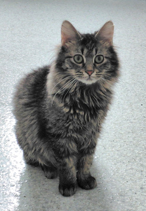 Dixie, an adoptable Domestic Long Hair in Montello, WI