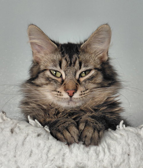 Dixie, an adoptable Domestic Long Hair in Montello, WI
