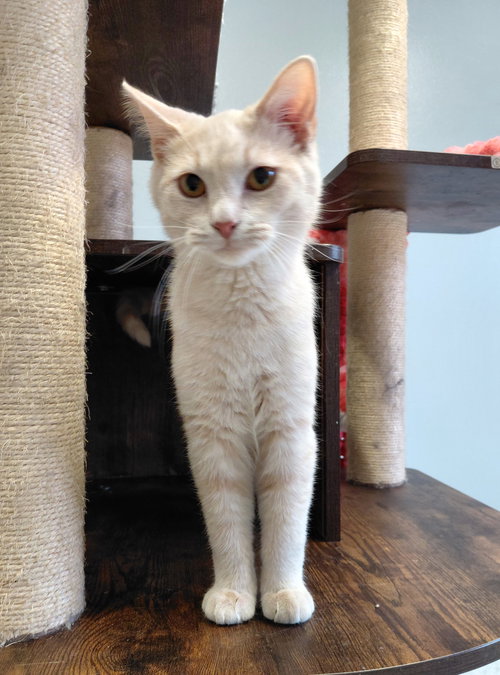 Garth, an adoptable Domestic Short Hair in Montello, WI