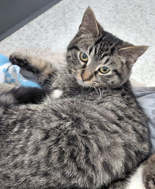 picture of the cat needing adoption