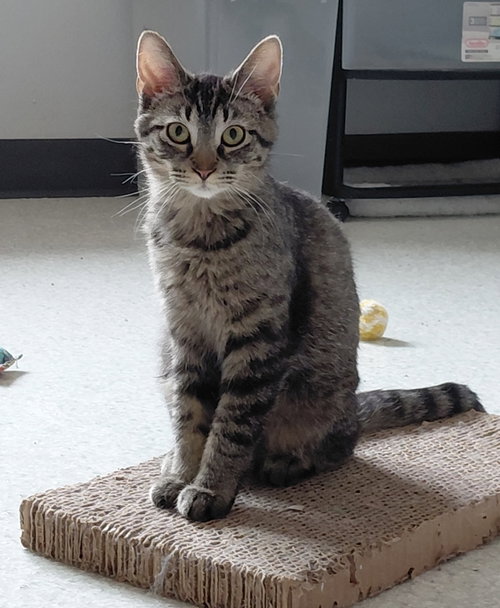 Miranda, an adoptable Domestic Short Hair in Montello, WI