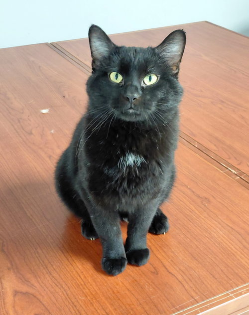 Willie, an adoptable Domestic Short Hair in Montello, WI