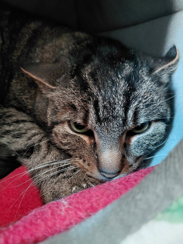 Cleo