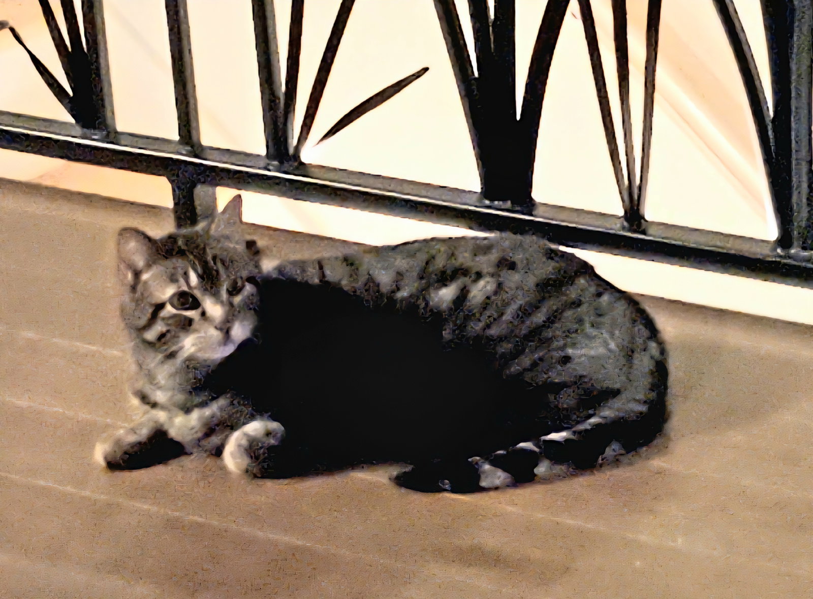 Cleo