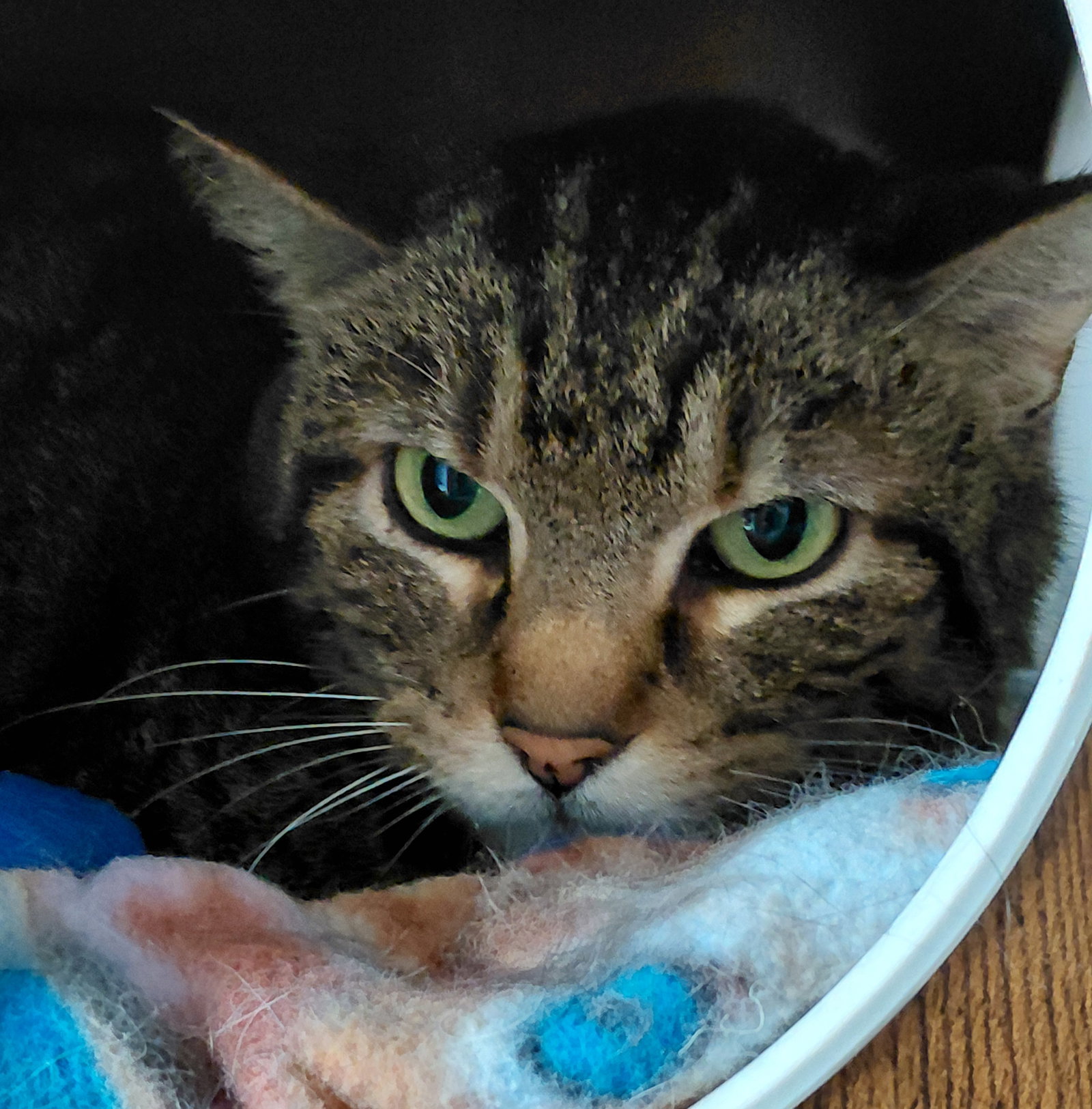 Cleo Image