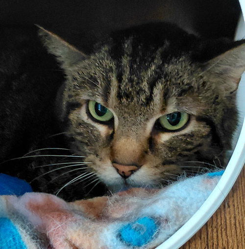 Cleo, an adoptable Domestic Short Hair in Montello, WI