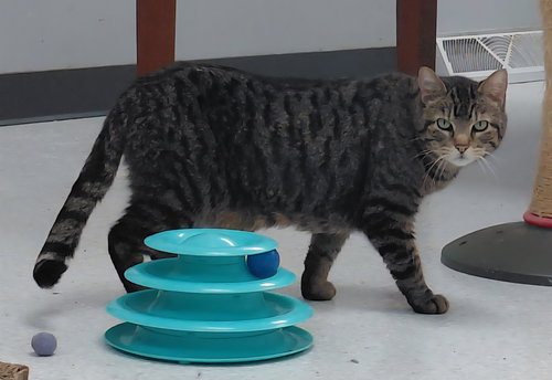 Cleo, an adoptable Domestic Short Hair in Montello, WI