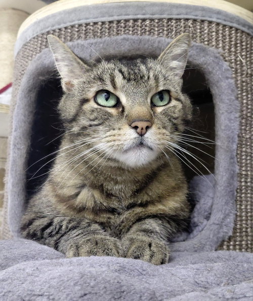 Cleo, a cat for adoption from Little Orphan's Animal Rescue, Inc.
