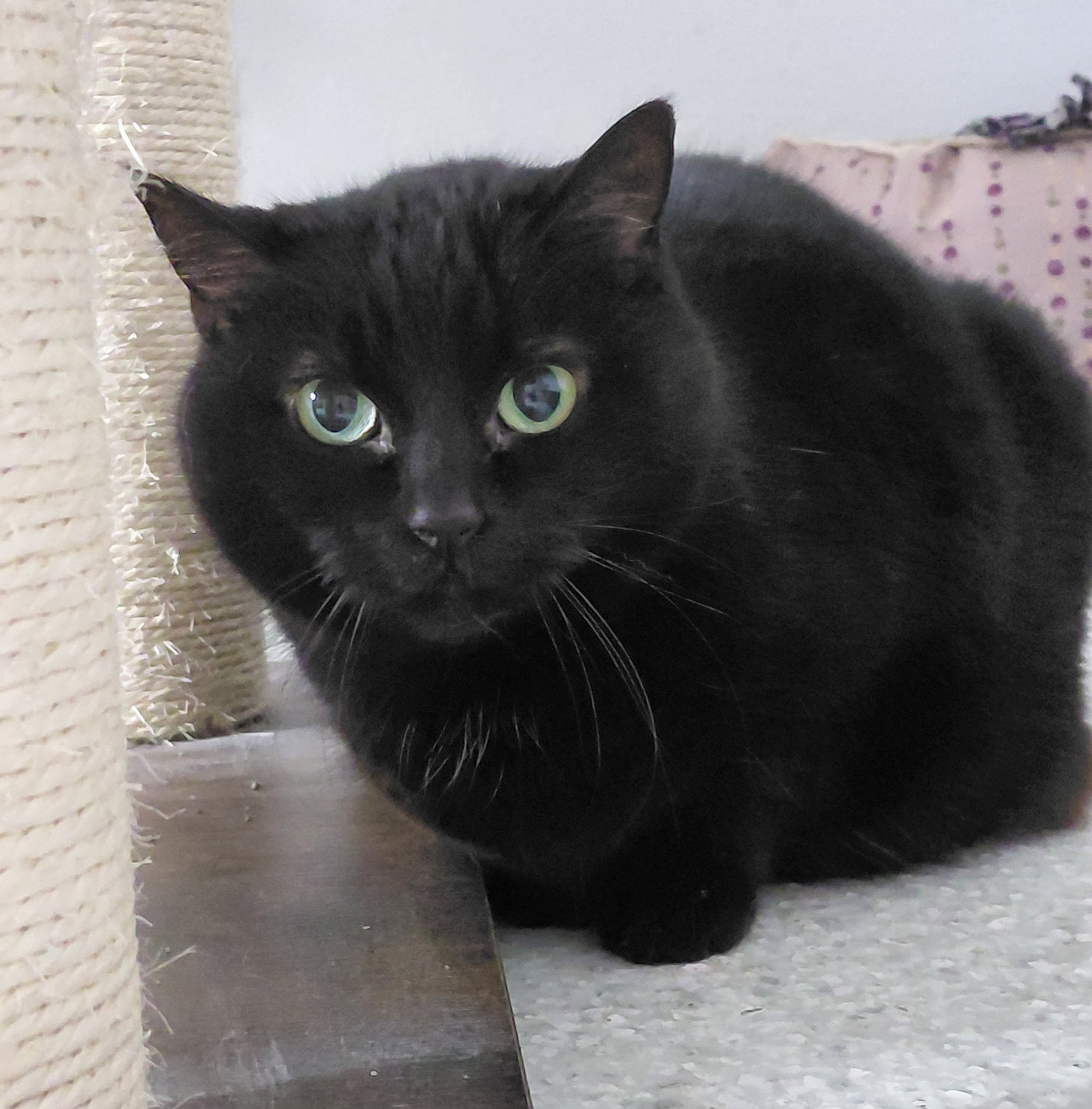Delilah Image