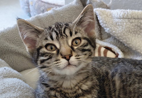 Gin, an adoptable Domestic Short Hair in Montello, WI