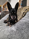 Louie - Photo 1