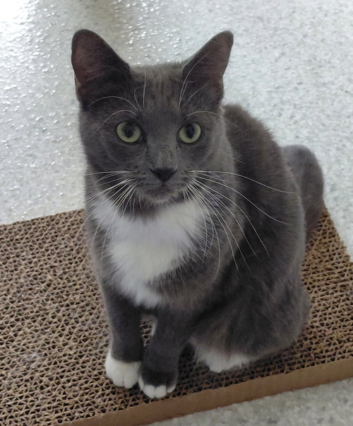 Gracie, an adoptable Domestic Short Hair in Montello, WI