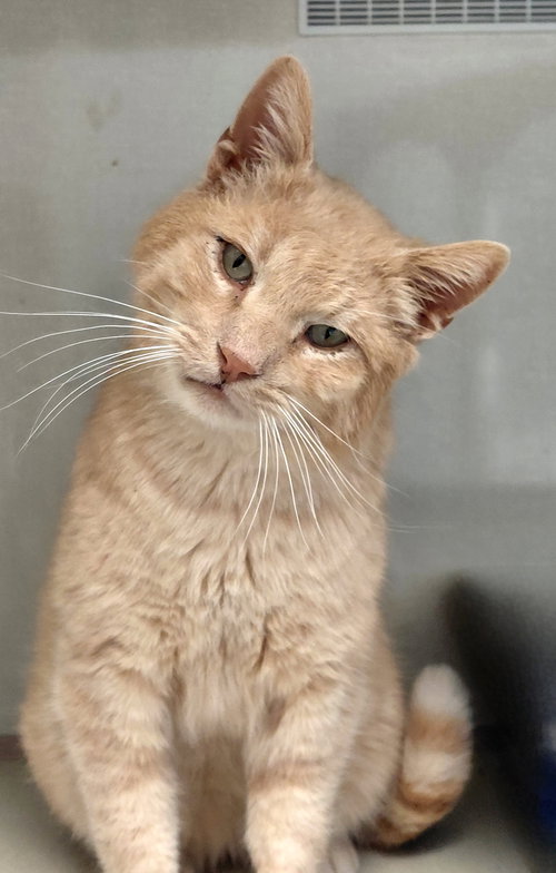 picture of the cat needing adoption