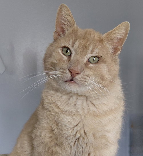 Buck, an adoptable Domestic Short Hair in Montello, WI