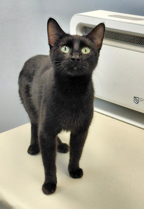 Eleanor, an adoptable Domestic Short Hair in Montello, WI