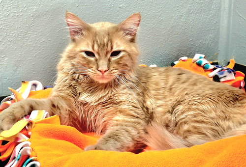 VINCE - Domestic Short Hair available for adoption