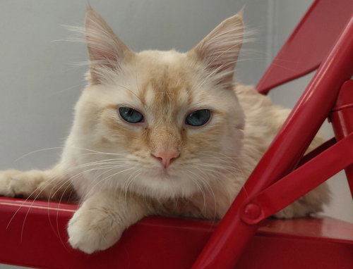 Frank, an adoptable Domestic Short Hair in Montello, WI