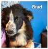Brad - Photo 1