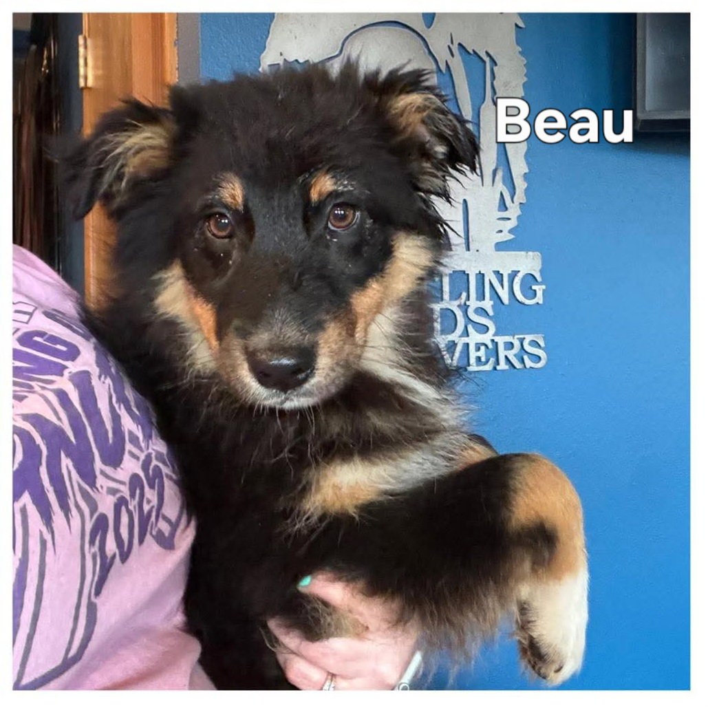 Beau Image