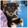 Beau - Photo 1