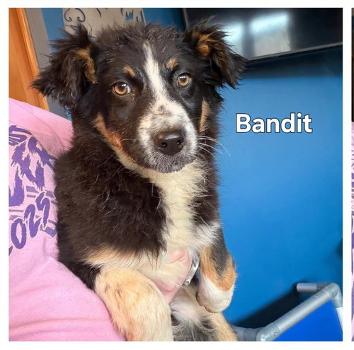 BANDIT