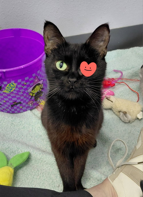 Paris, an adoptable Domestic Short Hair in Montello, WI