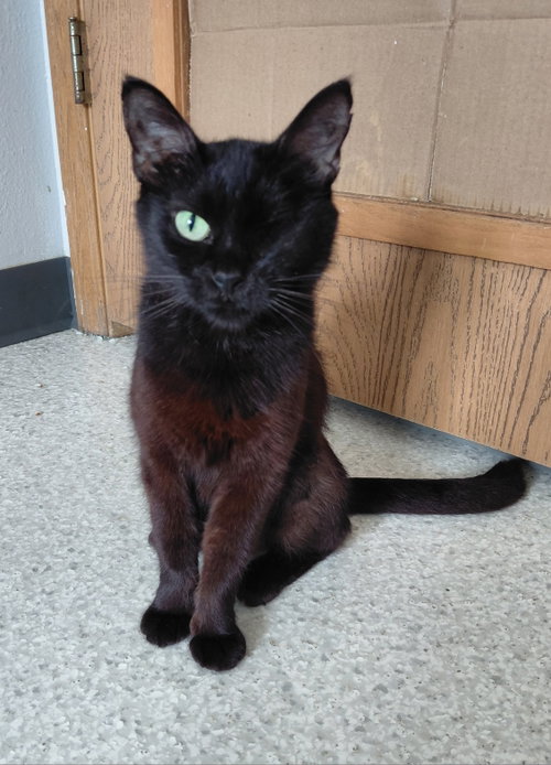 Paris, Adult Domestic Short Hair (short coat), cat for adoption in Oshkosh, Wisconsin