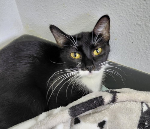 London, an adoptable Domestic Short Hair in Montello, WI