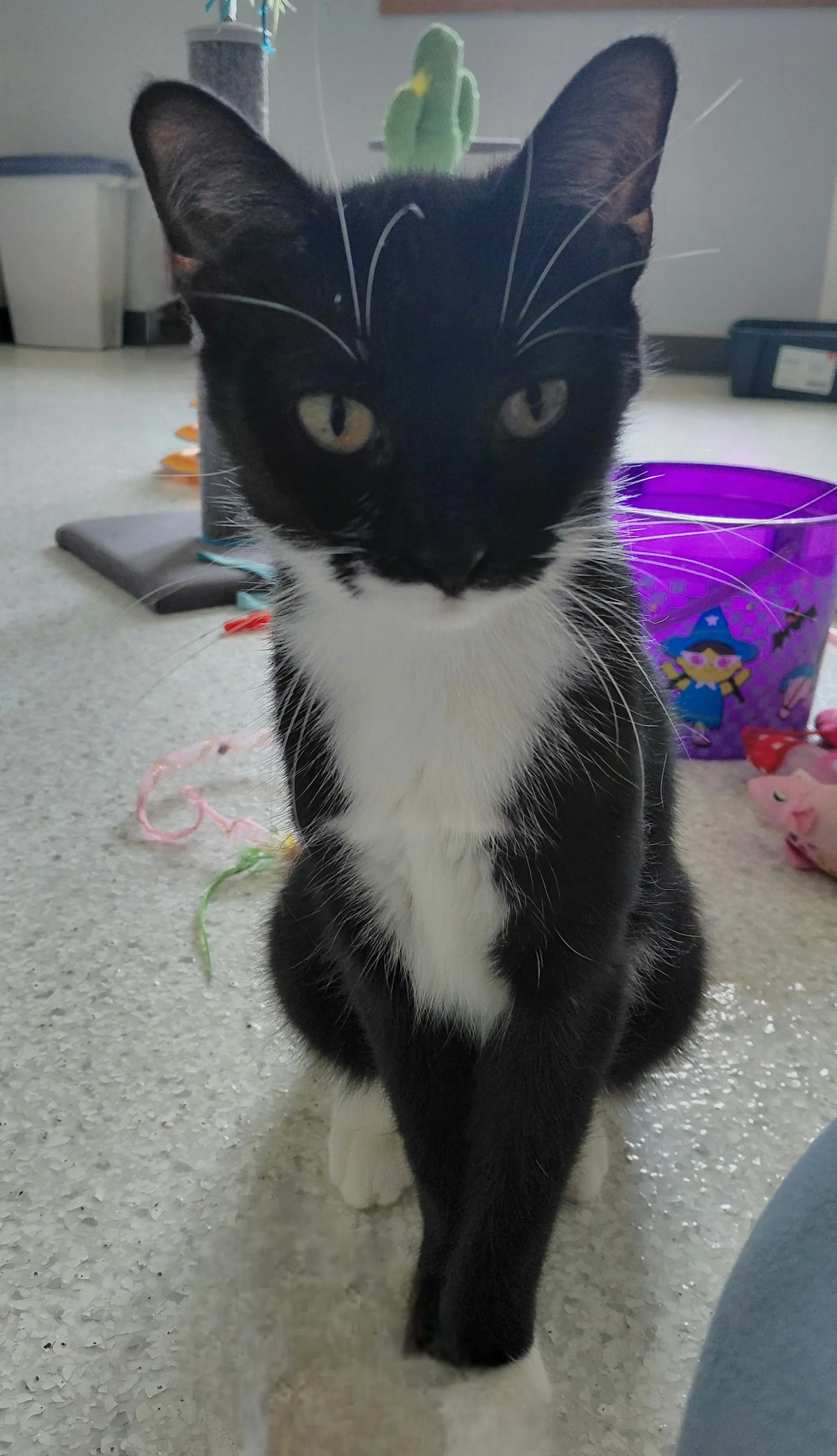 London - Domestic Short Hair