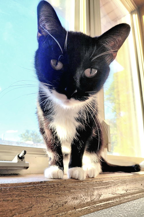 London, Adult Domestic Short Hair (short coat), cat for adoption in Madison, Wisconsin