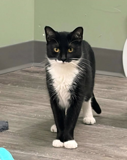 London @ The Cat's Brew, a cat for adoption from Little Orphan's Animal Rescue, Inc.