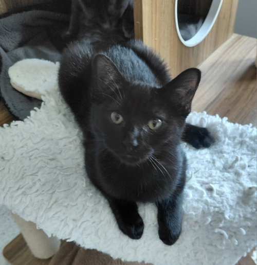 Vienna, a cat for adoption from Little Orphan's Animal Rescue, Inc.