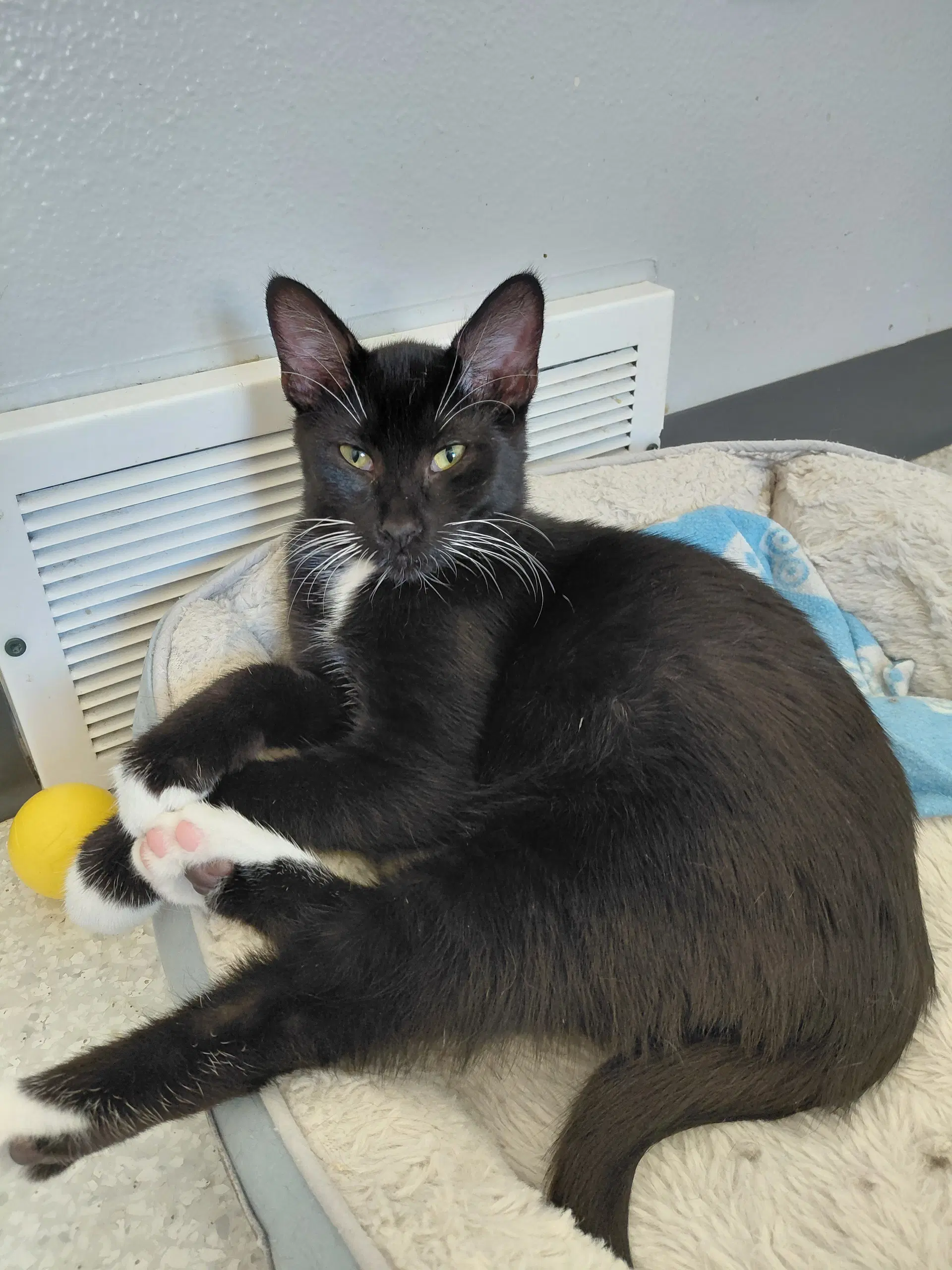 Dubai - Domestic Short Hair