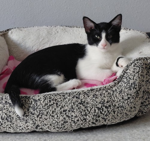 Oslo @ The Cat's Brew (bonded with Rome), a cat for adoption from Little Orphan's Animal Rescue, Inc.