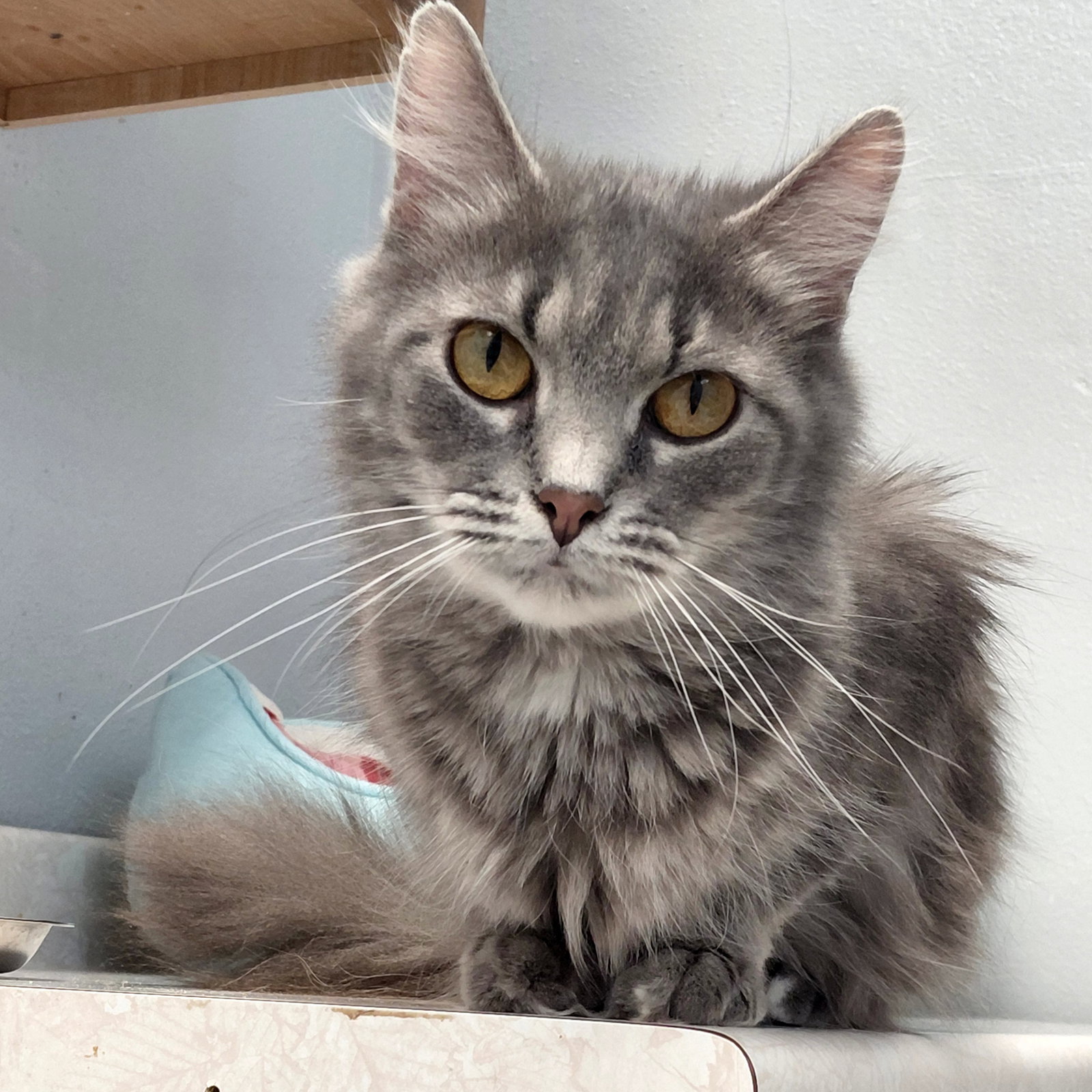 Scarlet @ The Cat's Brew